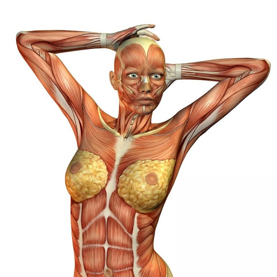 какие мышцы есть в груди для женщин фото 19